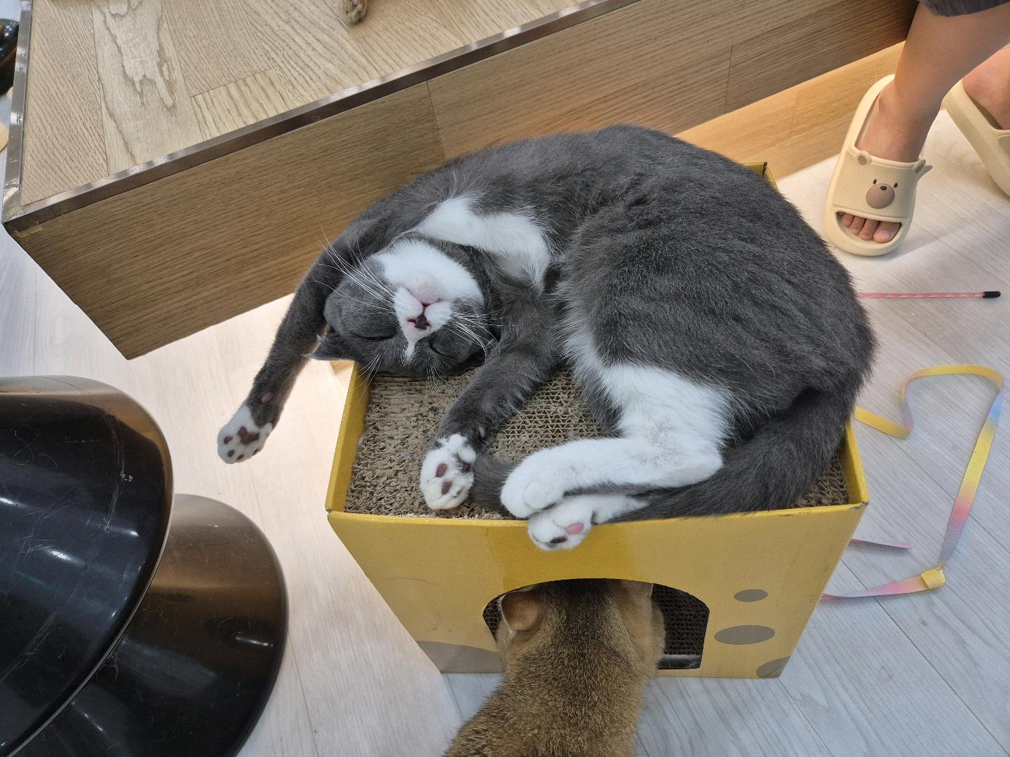 아이랑 고양이 카페 왔는데 첨부 이미지