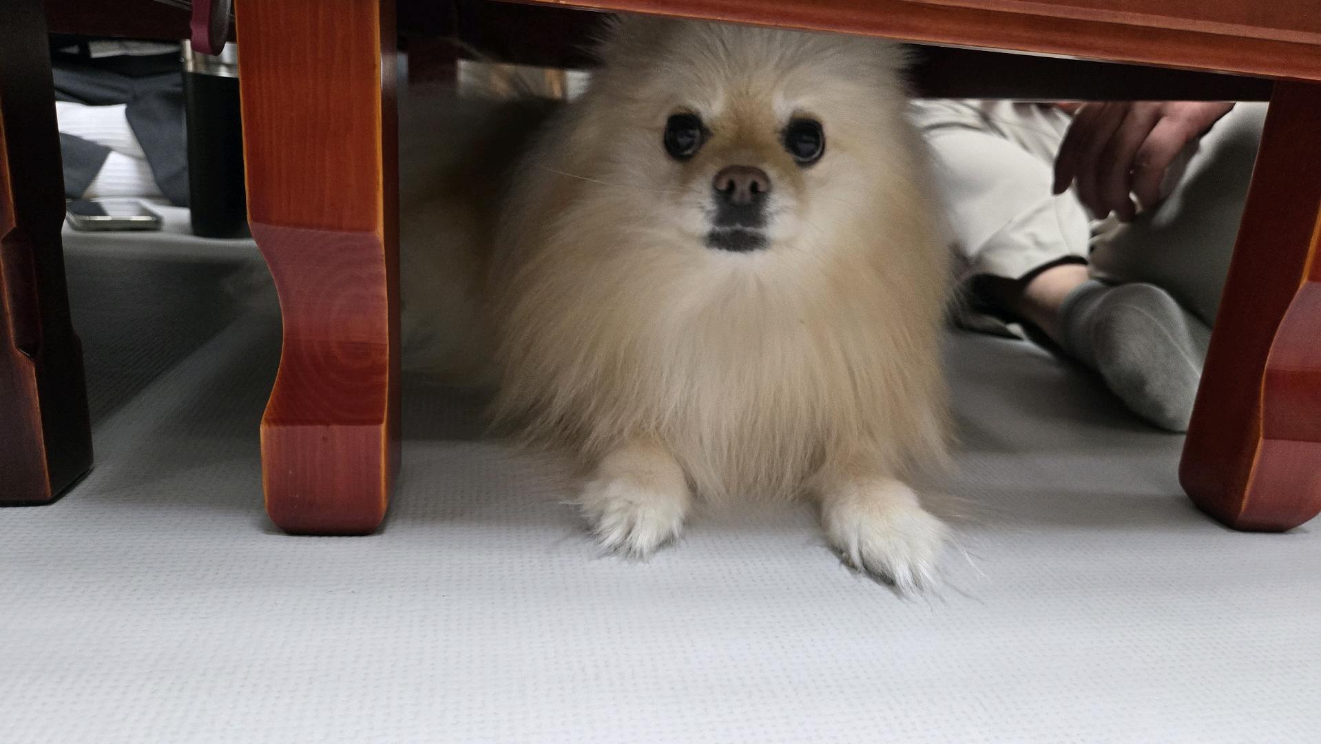 고양이보단 강아지죠 첨부 이미지